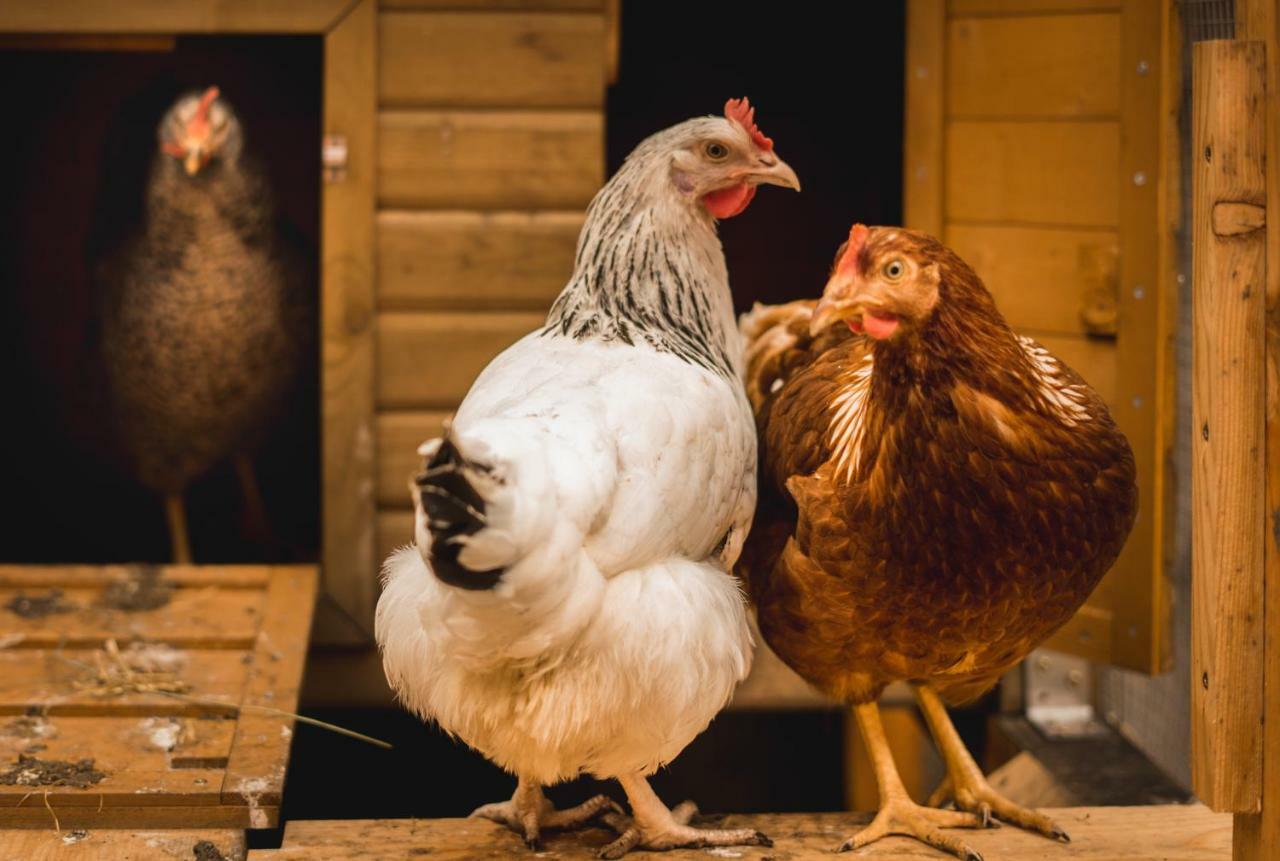 Appartamento Gabis Kleine Spezerey Gries Esterno foto